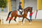 Annuncio cavallo