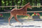 Annonce cheval