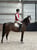 Annuncio cavallo