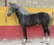 Horse ad