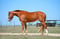 Horse ad