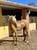Anuncio de caballos