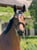 Horse ad