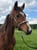 Annuncio cavallo