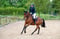 Horse ad