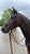 Annuncio cavallo