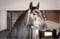 Annonce cheval