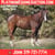 Horse ad
