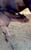 Horse ad