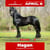 Annuncio cavallo