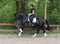 Annuncio cavallo
