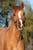 Horse ad