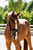 Horse ad