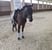 Horse ad
