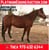 Horse ad