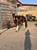 Horse ad