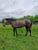 Horse ad