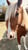 Horse ad