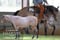 Annuncio cavallo