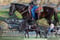 Horse ad