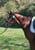Annuncio cavallo