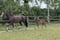 Annuncio cavallo