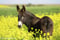 Horse ad
