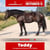 Paardadvertentie