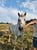 Horse ad