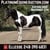 Horse ad