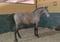 Annuncio cavallo