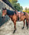 Annuncio cavallo