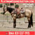 Horse ad