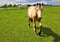 Horse ad