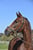 Paardadvertentie