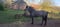 Horse ad