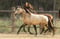 Horse ad