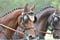 Horse ad