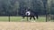 Annuncio cavallo
