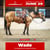 Annuncio cavallo