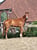 Horse ad