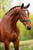 Horse ad