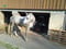 Horse ad