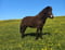 Horse ad