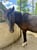 Horse ad