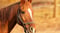 Anuncio de caballos
