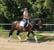 Annuncio cavallo