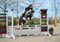 Annonce cheval