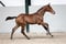 Annuncio cavallo