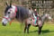 Horse ad